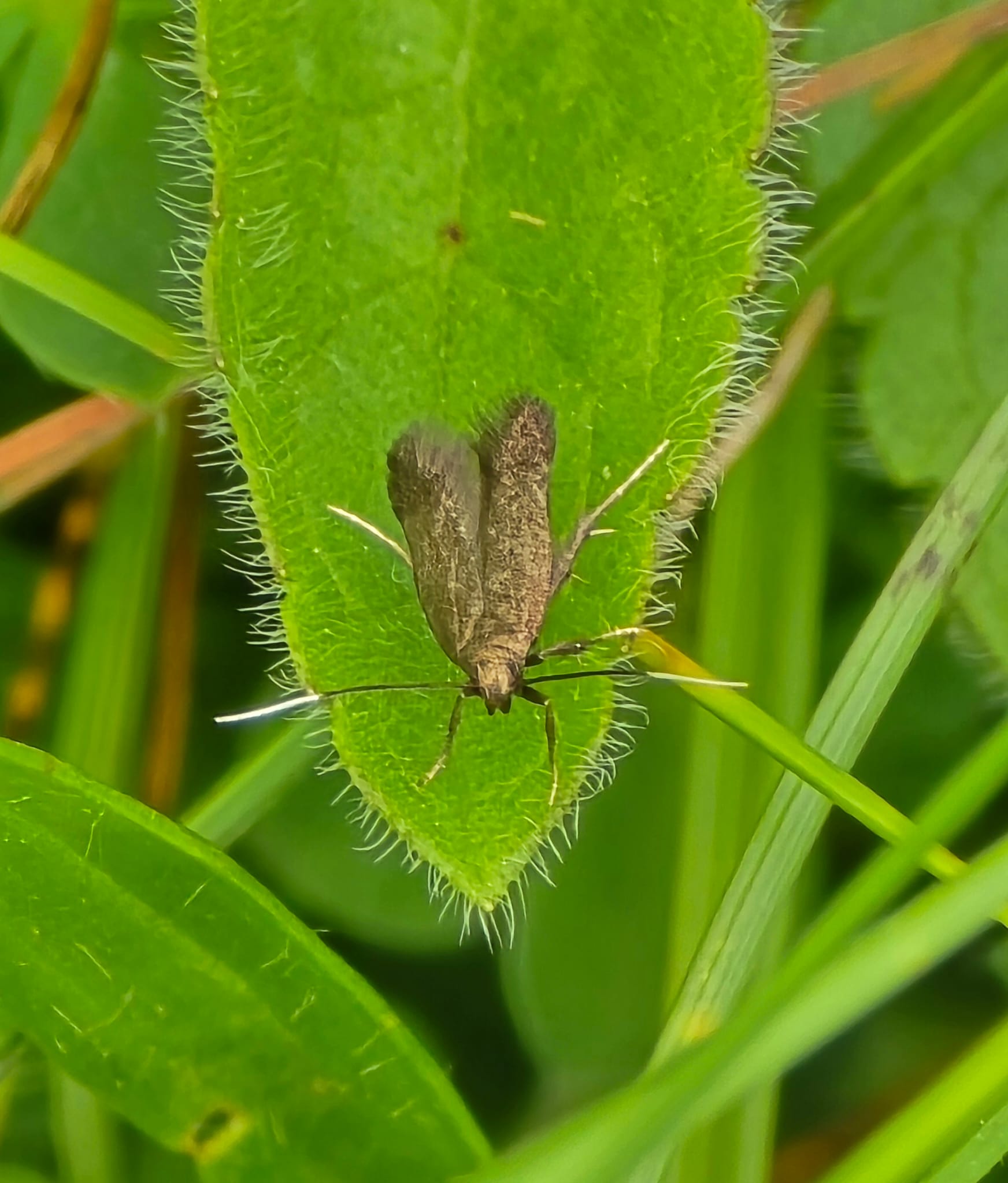 Monochroa tenebrella - 13th June 2026 - Gang Mine - Clive Ashton - identification confirmed by Stephen Palmer as a female due to white antennae tips