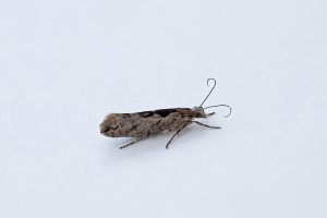 Ypsolopha vittella - 23rd June 2026 - Kings Newton - Tony Davison