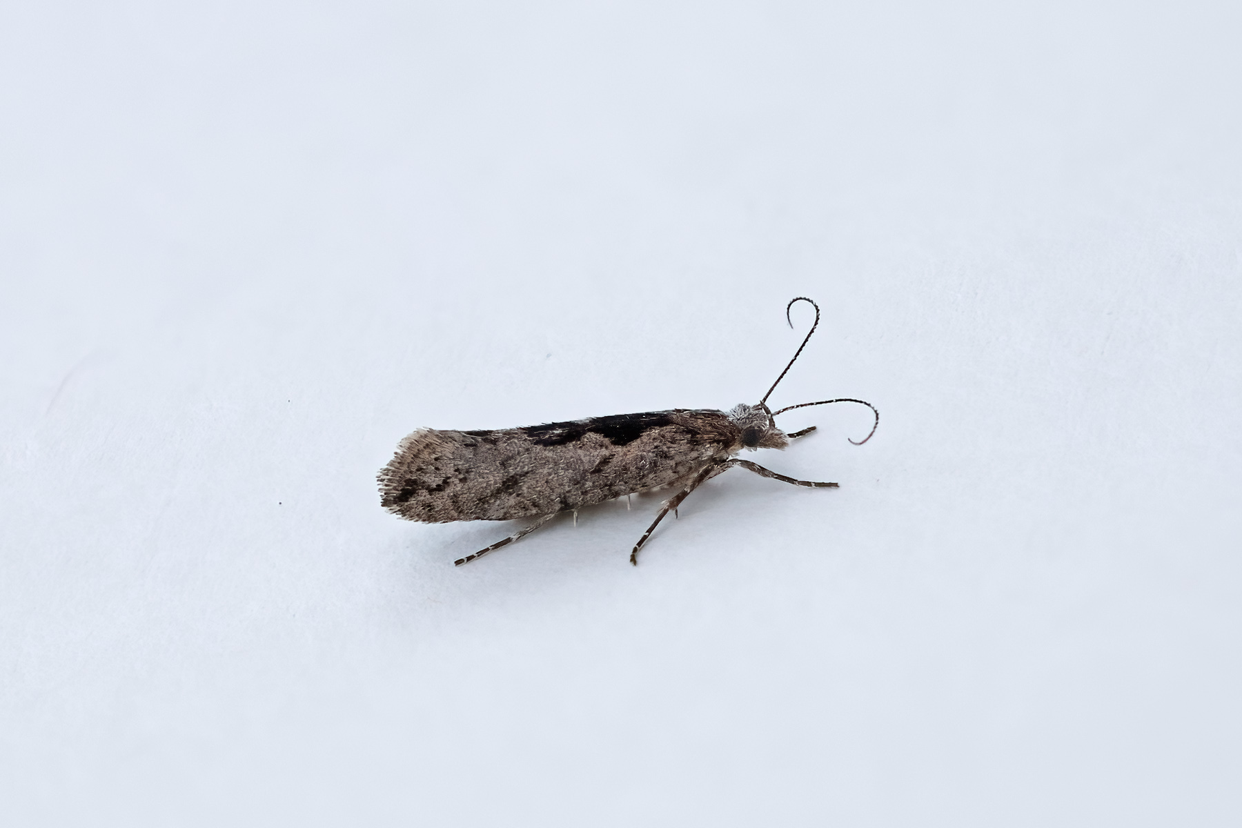 Ypsolopha vittella - 23rd June 2026 - Kings Newton - Tony Davison