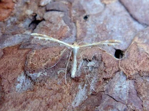 Oxyptilus distans - 1st VC57 record - 25th June 2026 - Kedleston Hall NT - Dave Evans