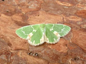 Blotched Emerald - 25th June 2026 - Kedleston Hall NT - Dave Evans