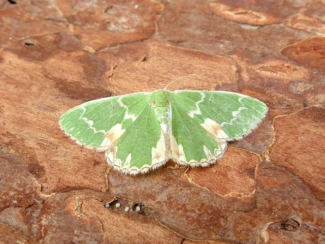 Blotched Emerald - 25th June 2026 - Kedleston Hall NT - Dave Evans