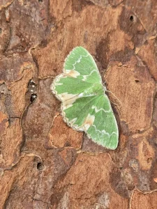 Blotched Emerald - 25th June 2026 - Kedleston Hall NT - Clive Ashton