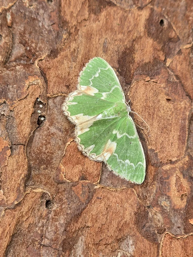 Blotched Emerald - 25th June 2026 - Kedleston Hall NT - Clive Ashton