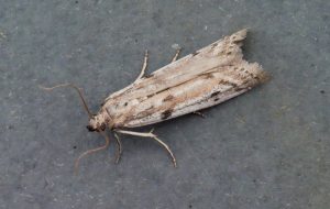Phycitodes binaevella - Ermine Knot-horn - 31st May 2026 - Chellaston - Richard Pittam