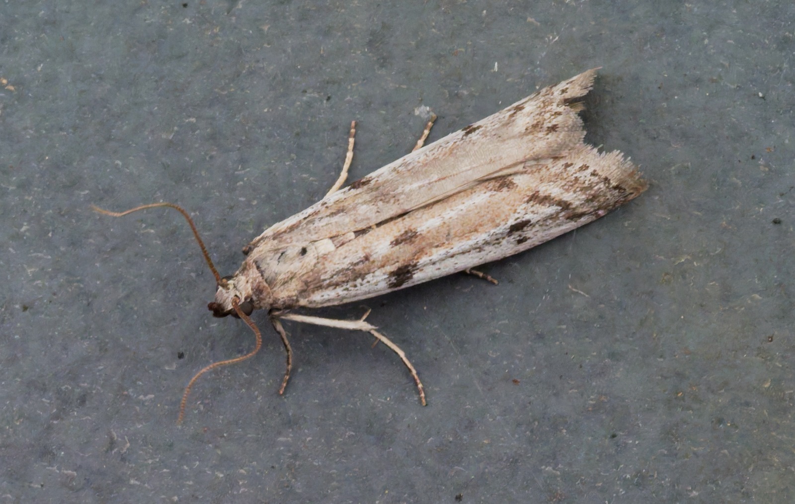 Phycitodes binaevella - Ermine Knot-horn - 31st May 2026 - Chellaston - Richard Pittam