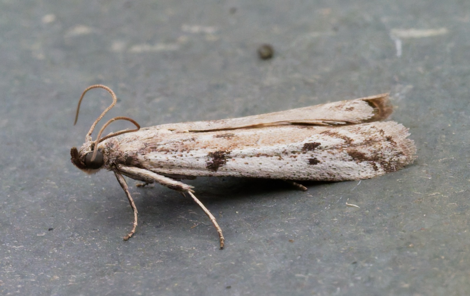 Phycitodes binaevella - Ermine Knot-horn - 31st May 2026 - Chellaston - Richard Pittam
