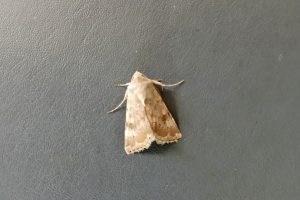 Eastern Bordered Straw - 6th June 2026 - Findern - Roger Nash
