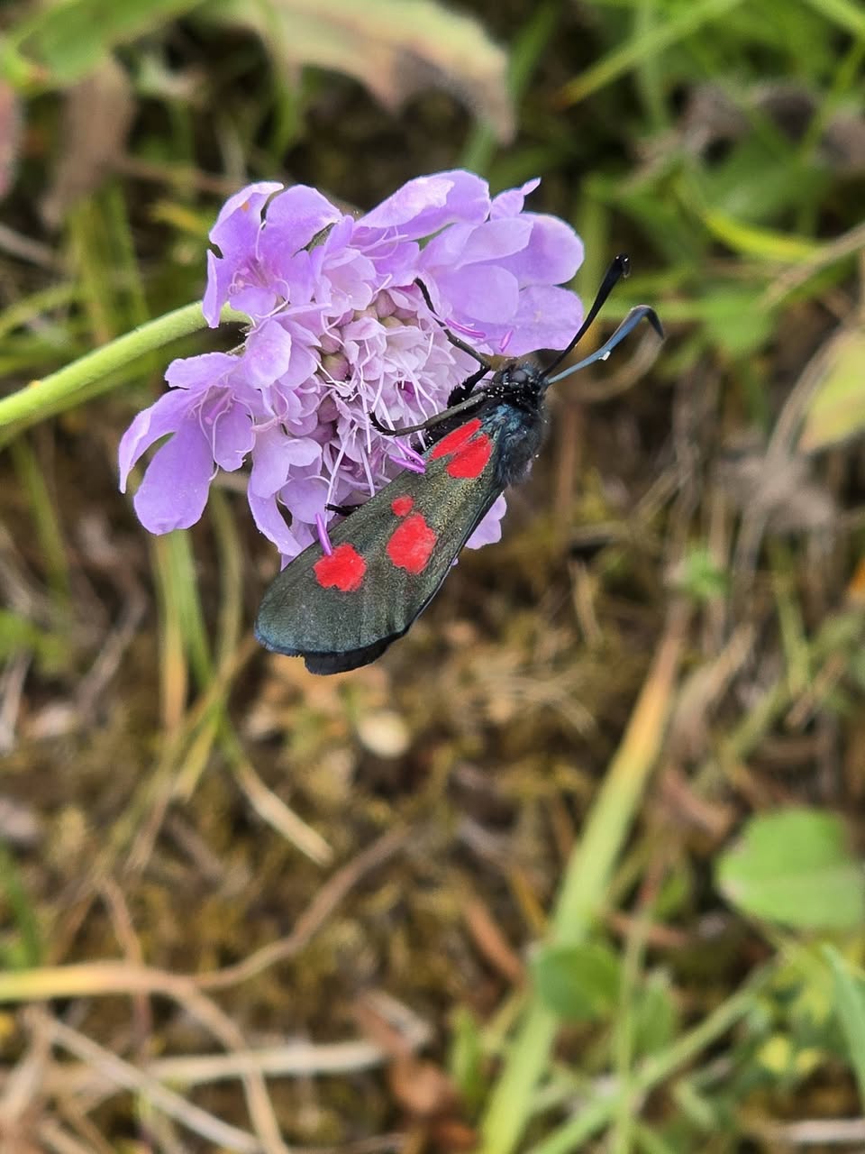 Narrow-bordered Five-spot Burnet - 29th June 2026 - Bonsall Moor - Clive Ashton