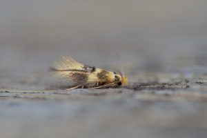 Bucculatric thoracella - 7th July 2026 - Chaddesden - Neil Loverock