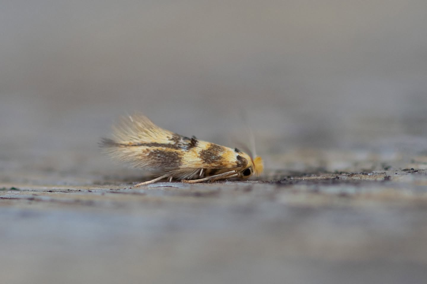 Bucculatric thoracella - 7th July 2026 - Chaddesden - Neil Loverock