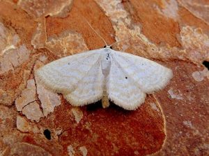 70.025 BF1692Lesser Cream WaveScopula immutata