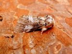 Marbled Brown - the second VC57 Derbyshire record - 8th July 2026 - Belper - Dave Evans