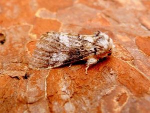 Marbled Brown - the second VC57 Derbyshire record - 8th July 2026 - Belper - Dave Evans