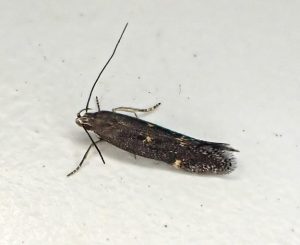 Aproaerema anthyllidella - 22nd July - Calke Park Explore Moth Survey NT - Graham Finch ID by Gen Det