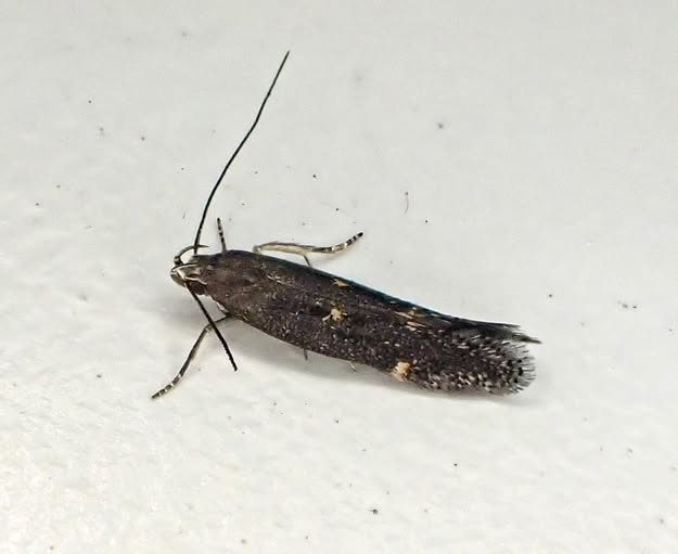 Aproaerema anthyllidella - 22nd July - Calke Park Explore Moth Survey NT - Graham Finch ID by Gen Det