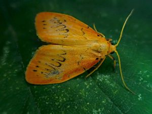 Rosy Footman (2nd VC57 record) - 7th July 2026 - Calke Park NT (Moth Survey) - Graham Finch