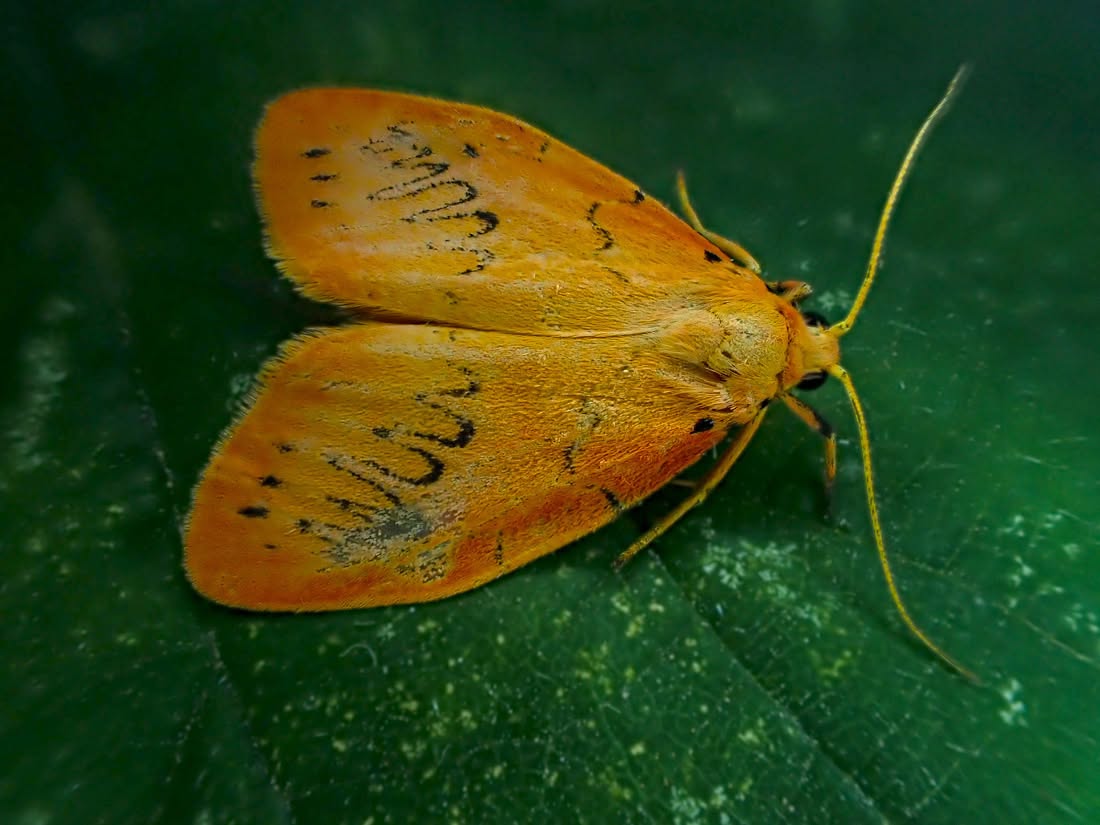 Rosy Footman (2nd VC57 record) - 7th July 2026 - Calke Park NT (Moth Survey) - Graham Finch
