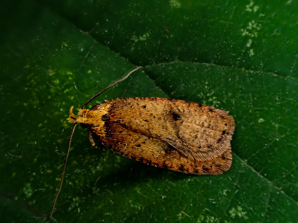 Agonopterix angelicella - 7th July 2026 - Calke Park NY (moth Survey) - Graham Finch