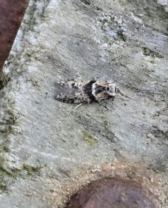 Blastobasis rebeli - 1st VC57 Record - 9th July 2026 - Cromford - Clive Ashton