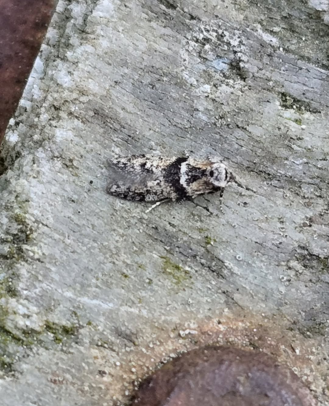 Blastobasis rebeli - 1st VC57 Record - 9th July 2026 - Cromford - Clive Ashton