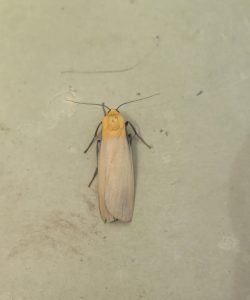 Four-spotted Footman - a male - 10th July 2026 - Whaley Bridge - Angie Seymour