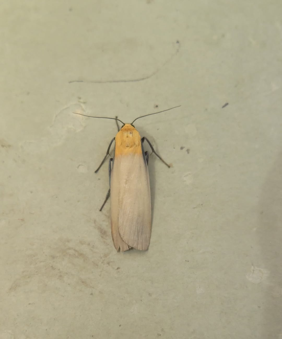 Four-spotted Footman - a male - 10th July 2026 - Whaley Bridge - Angie Seymour