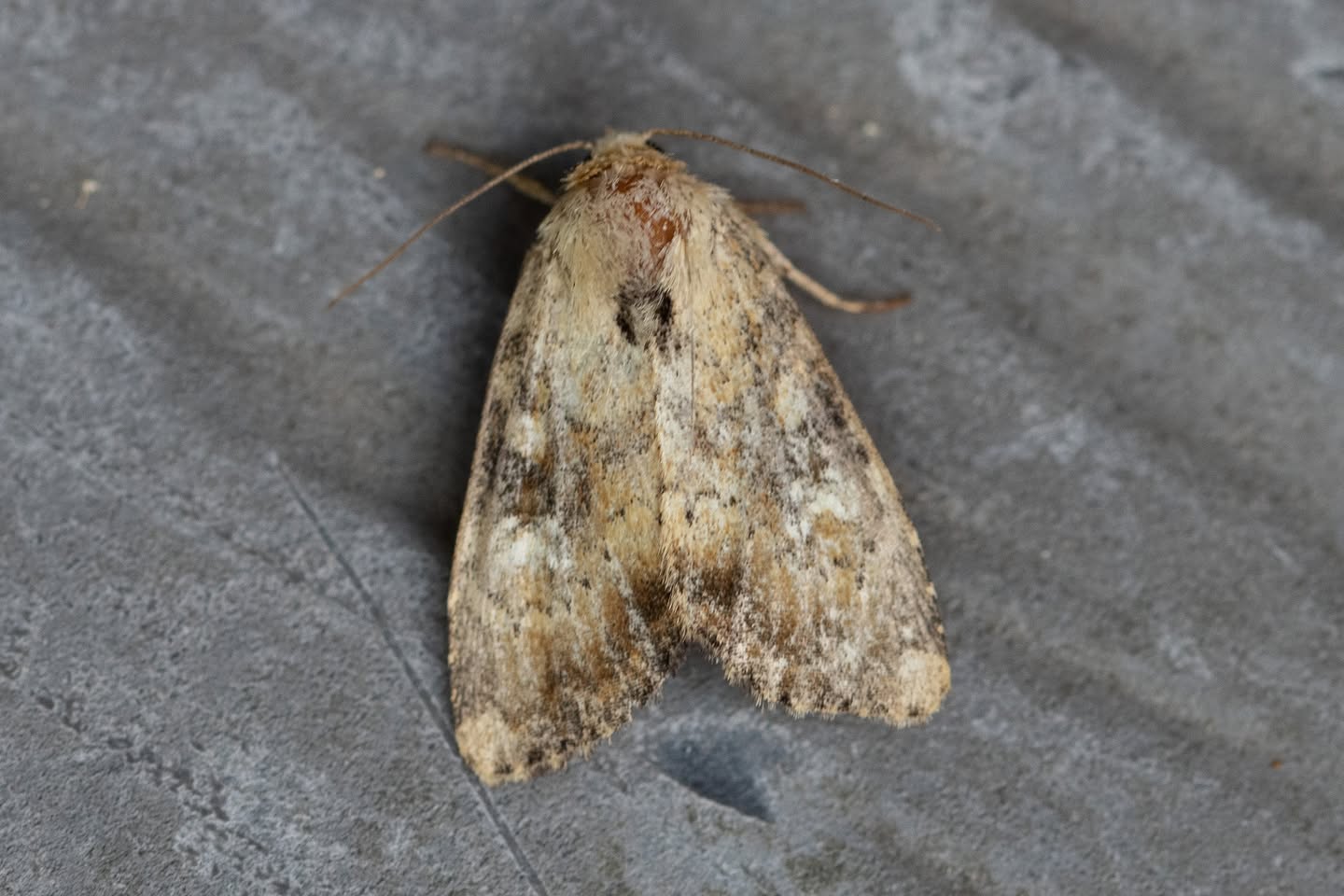 Slender Brindle - 9th July 2026 - Chaddesden - Neil Loverock