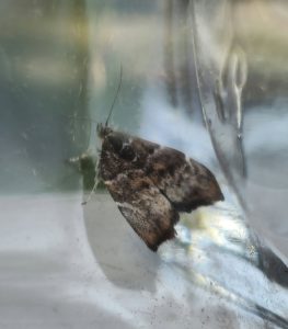 Choreutis nemorana - Fig Leaf Skeletoniser - 1st record for VC57 Derbyshire - 9th July 2026 - Sandiacre - Paul Buxton
