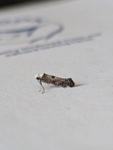 Paraswammerdamia albicapitella - 9th July 2026 - Staveley - Sid Morris