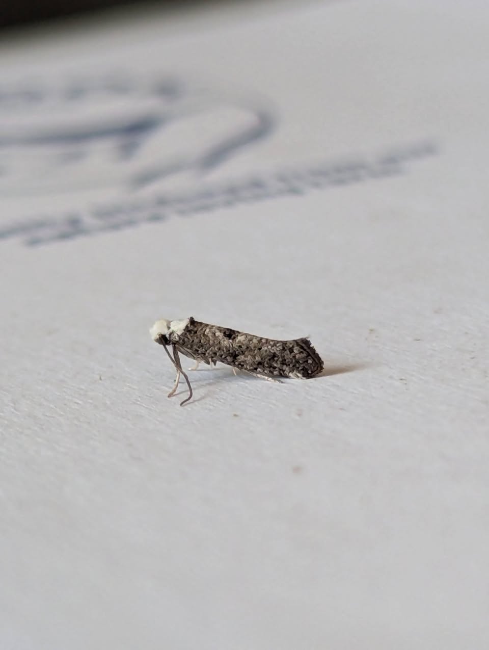 Paraswammerdamia albicapitella - 9th July 2026 - Staveley - Sid Morris