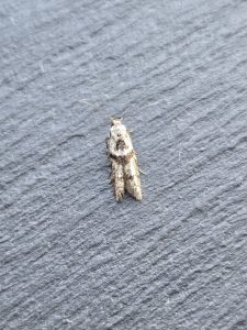Blastobasis rebeli - 2nd VC57 Record - 10th July 2026 - Cromford - Clive Ashton