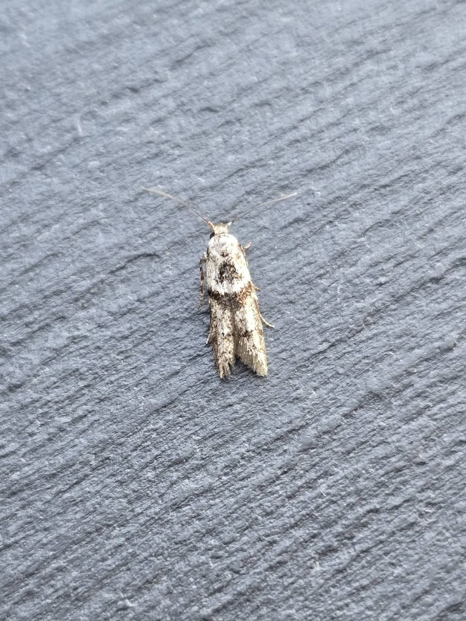 Blastobasis rebeli - 2nd VC57 Record - 10th July 2026 - Cromford - Clive Ashton