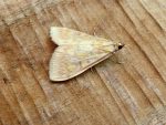 Sitochroa verticalis - A 1st VC57 Record - 9th July 2026 - Wyver Lane NR - Dave Evans