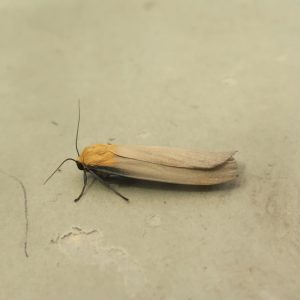 Four-spotted Footman - a male - 10th July 2026 - Whaley Bridge - Angie Seymour