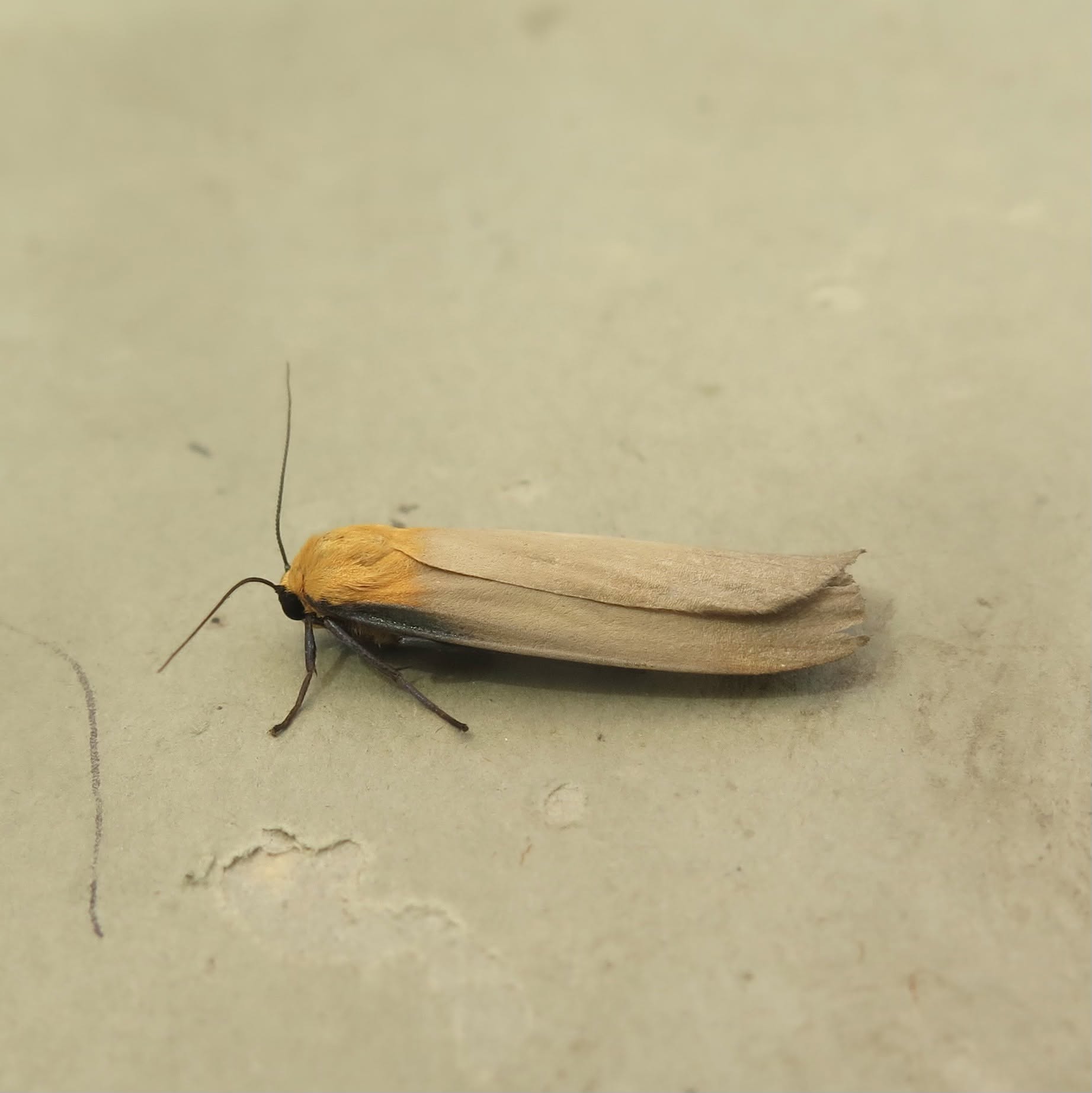 Four-spotted Footman - a male - 10th July 2026 - Whaley Bridge - Angie Seymour