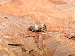 Piniphila bifasciana - 10th July 2026 - Belper - Dave Evans