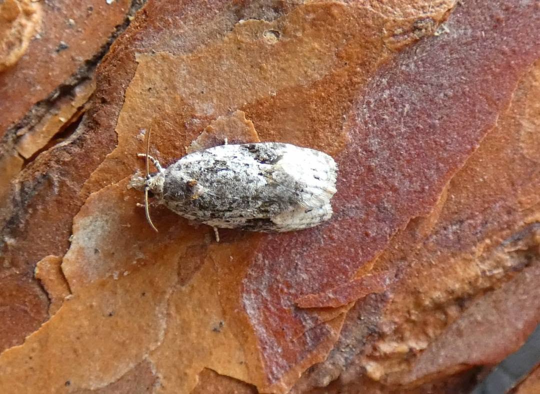 Apotomis lineana - 15th July 2026 - Belper - Dave Newcombe