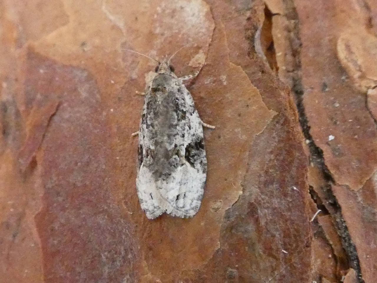 Apotomis lineana - 15th July 2026 - Belper - Dave Newcombe