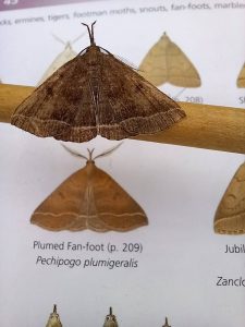 Plumed Fan-foot - 17th July 2026 - Long Eaton - ©Claire Richardson Longmoor