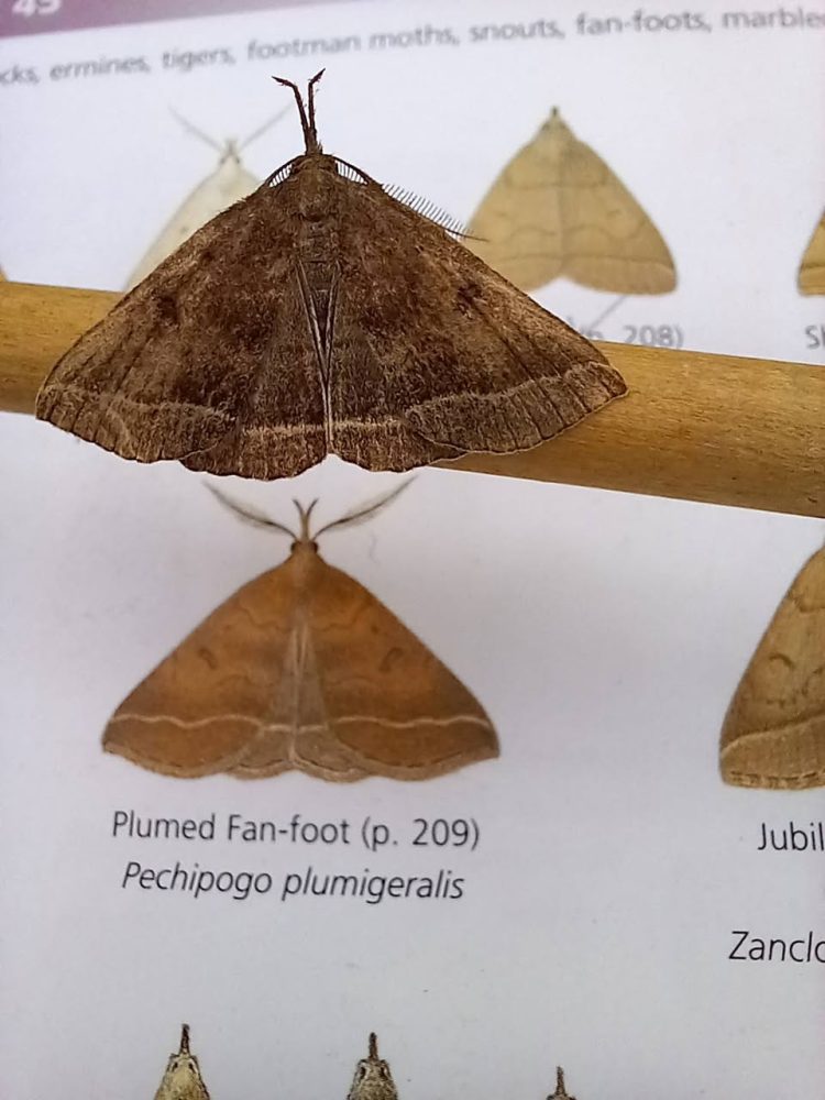 Plumed Fan-foot - 17th July 2026 - Long Eaton - ©Claire Richardson Longmoor