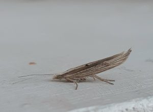 17.002 BF452Ypsolopha nemorellaPale Honeysuckle Moth