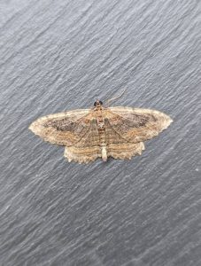 Dark Umber - 21st July 2026 - Cromford - Clive Ashton