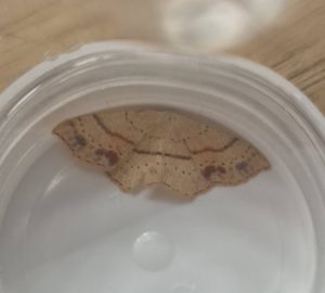 Maiden's Blush - 25th July 2026 - Sandiacre - Emily Milnes - An unusually marked individual