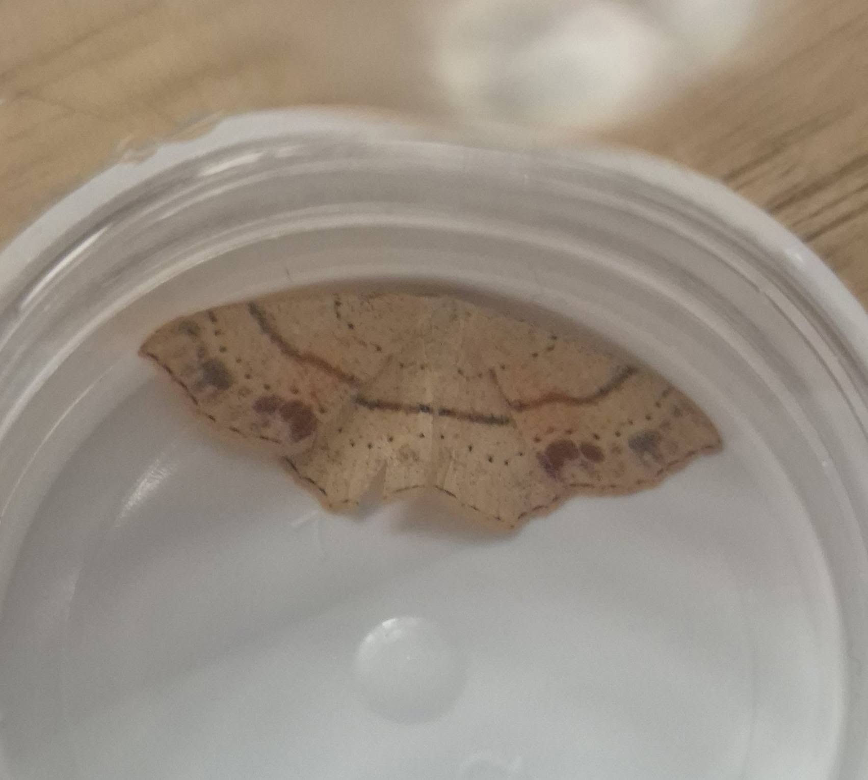 Maiden's Blush - 25th July 2026 - Sandiacre - Emily Milnes - An unusually marked individual
