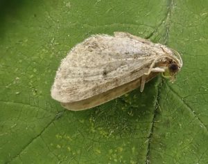 Slender Pug - a very worn and faded specimen was identified by Gen Det - 22nd July 2026 - Calke Park NY Moth Survey - Graham Finch