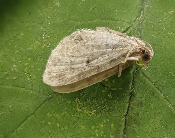 Slender Pug - a very worn and faded specimen was identified by Gen Det - 22nd July 2026 - Calke Park NY Moth Survey - Graham Finch