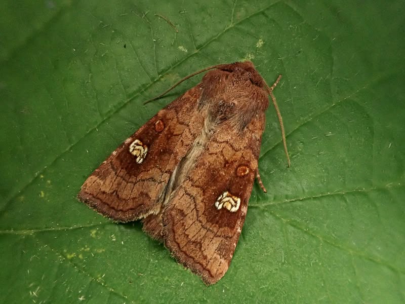 Ear Moth - 22nd July 2026 - Calke Park NY Moth Survey - Graham Finch - ID by Gen Det
