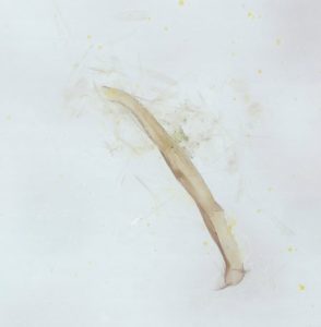 Elachista adscitella - 22nd July 2026 - Calke Explore NT Moth Survey - Graham Finch - ID on Gen Det with preps included.