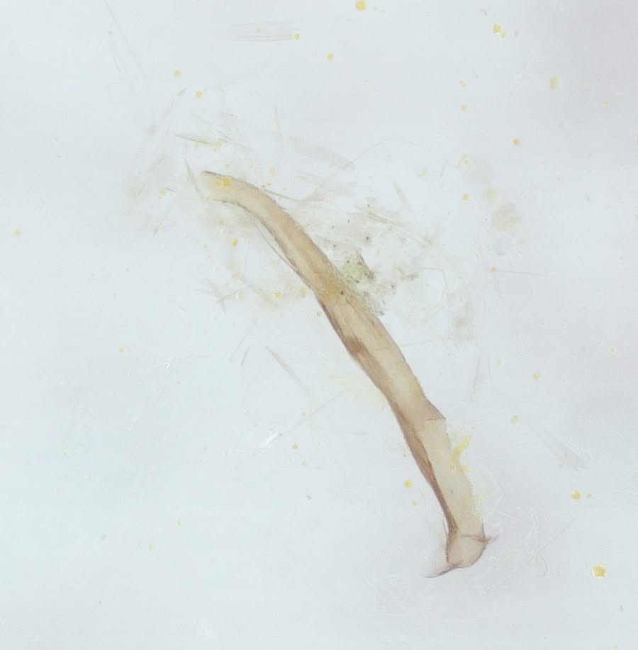Elachista adscitella - 22nd July 2026 - Calke Explore NT Moth Survey - Graham Finch - ID on Gen Det with preps included.